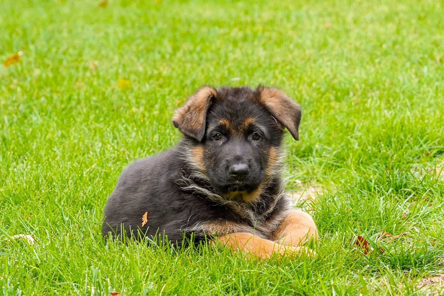 Figo & Taila - Zeal German Shepherds