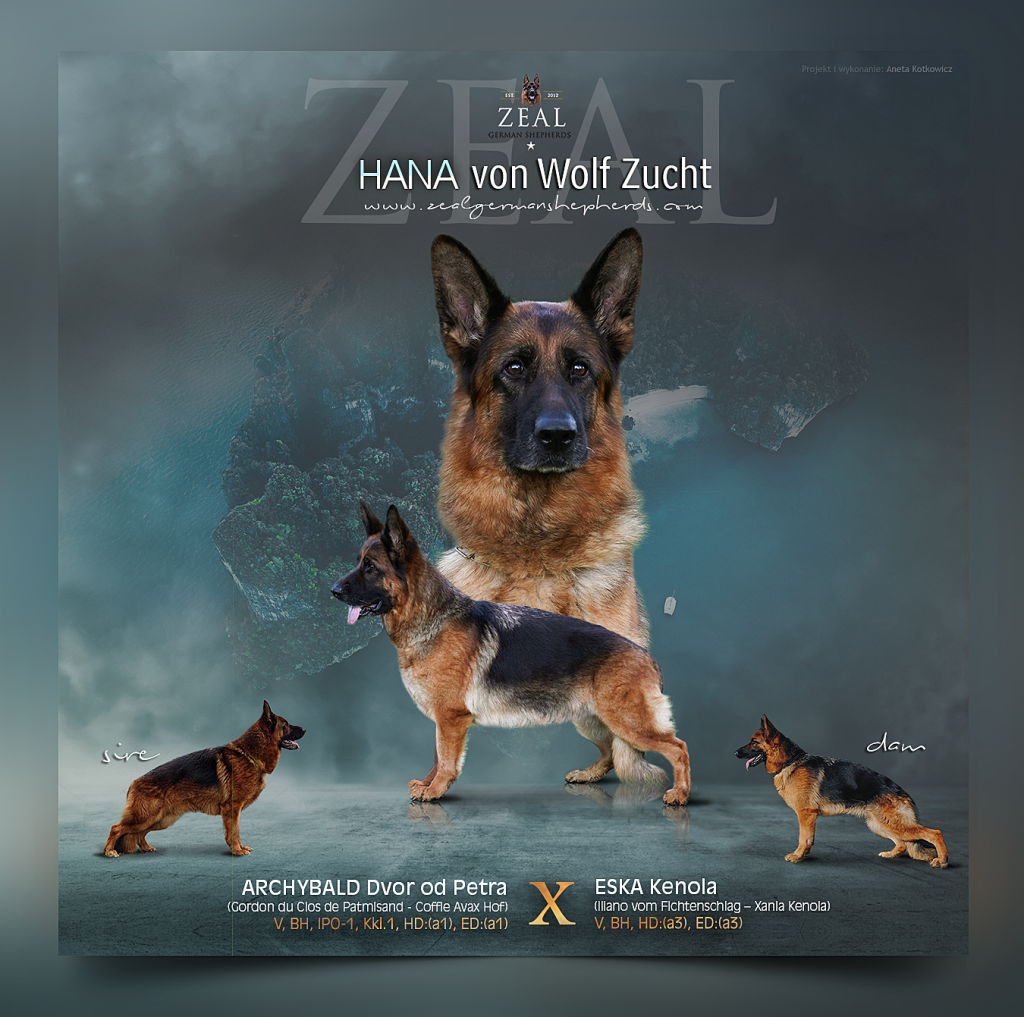 'A' German Shepherd Litter - Hana & Rooney - Zeal German Shepherds